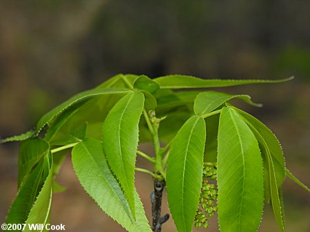 Pignut Hickory (Carya glabra)