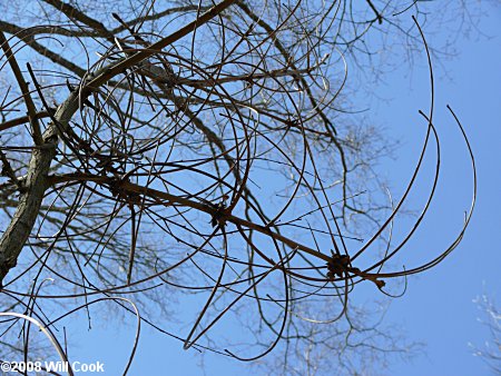 Shellbark Hickory (Carya laciniosa)