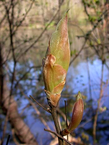 Shagbark Hickory (Carya ovata)