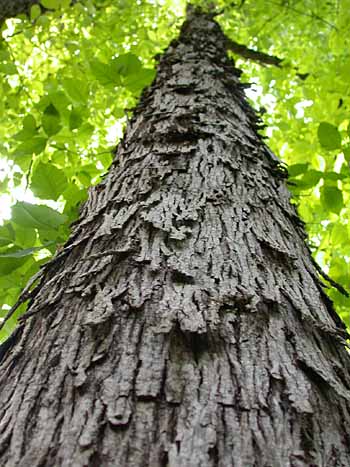 Shagbark Hickory (Carya ovata)