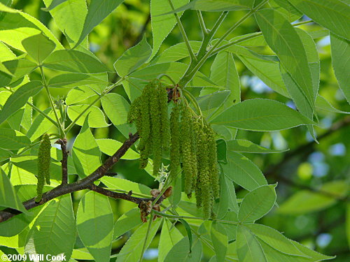 Shagbark Hickory (Carya ovata)