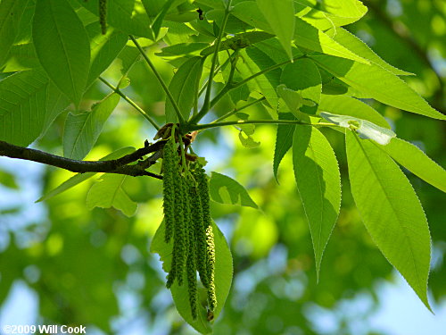 Shagbark Hickory (Carya ovata)