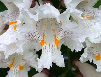 Northern Catalpa, Catawba Tree (Catalpa speciosa) flowers