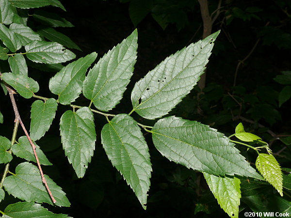Sugarberry (Celtis laevigata)