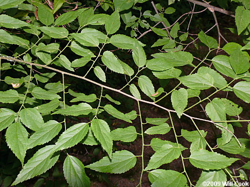 Sugarberry (Celtis laevigata)