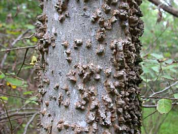 Sugarberry (Celtis laevigata) bark