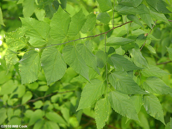 Common Hackberry (Celtis occidentalis)
