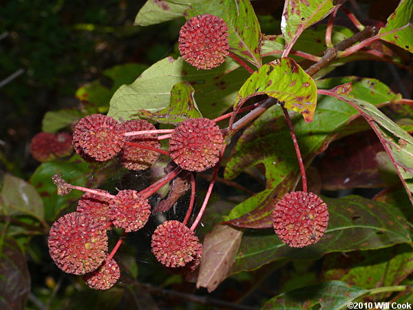Common Buttonbush (Cephalanthus occidentalis) fruit