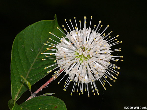 Common Buttonbush (Cephalanthus occidentalis) flower