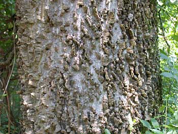 Common Hackberry (Celtis occidentalis)