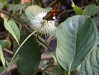 Common Buttonbush (Cephalanthus occidentalis)