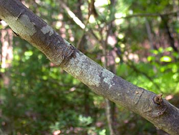 Dwarf Hackberry (Celtis tenuifolia)