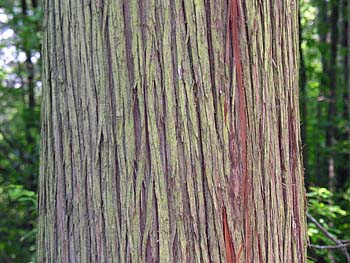 Atlantic Whitecedar (Chamaecyparis thyoides) bark