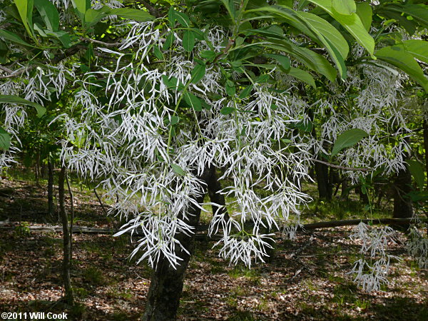 Fringetree (Chionanthus virginicus) flowers