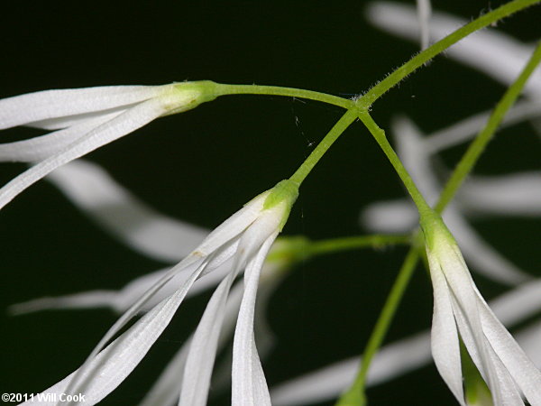 Fringetree (Chionanthus virginicus) flowers