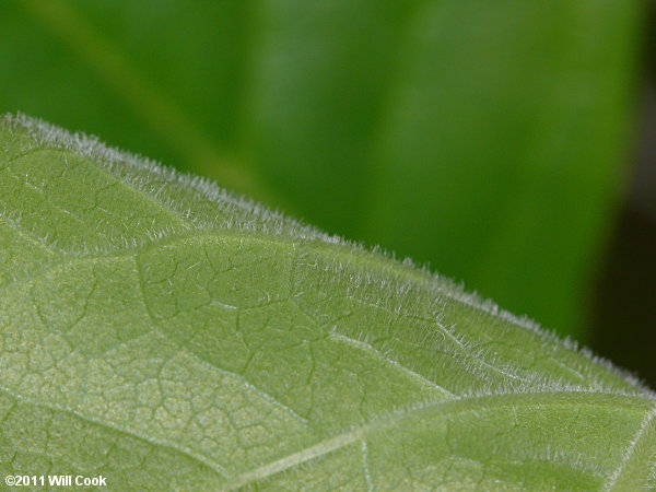 Fringetree (Chionanthus virginicus) leaf underside