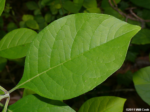 Fringetree (Chionanthus virginicus) leaves
