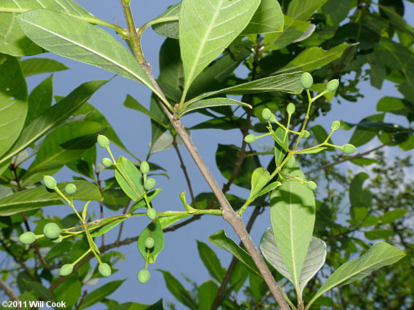 Fringetree (Chionanthus virginicus) fruits