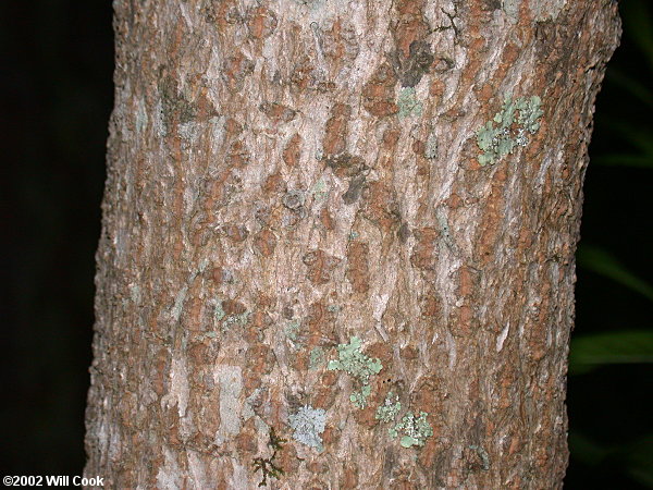 Fringetree (Chionanthus virginicus)
