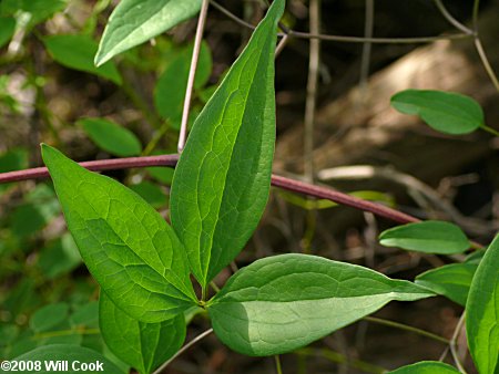 Swamp Leatherflower (Clematis crispa) leaf