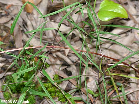 Swamp Leatherflower (Clematis crispa) leaf