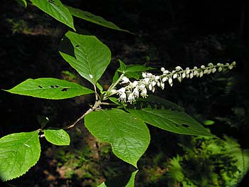 Mountain Sweet Pepperbush (Clethra acuminata)