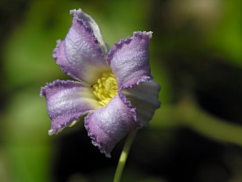 Swamp Leatherflower (Clematis crispa) flower