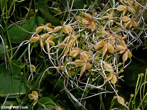 Sweet Autumn Clematis (Clematis terniflora)