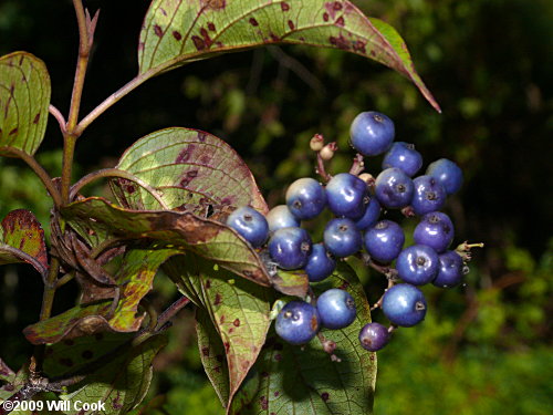 Swamp Dogwood (Cornus amomum) fruit