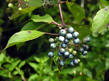 Swamp Dogwood (Cornus amomum) fruits