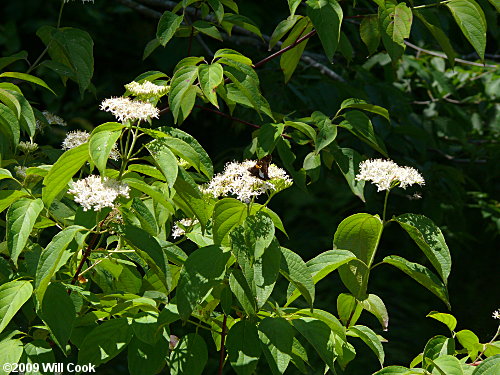 Swamp Dogwood (Cornus amomum) flowers