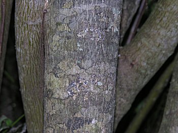 Swamp Dogwood (Cornus amomum) bark