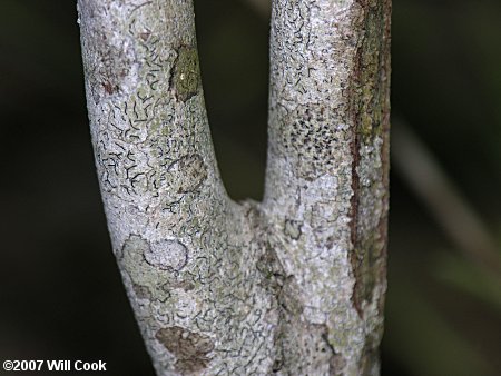 Eastern Roughleaf Dogwood (Cornus asperifolia)
