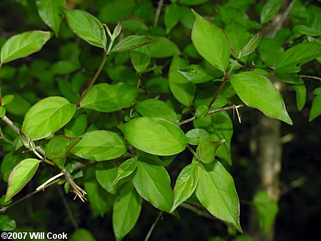 Eastern Roughleaf Dogwood (Cornus asperifolia)