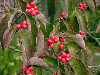 Flowering Dogwood (Cornus florida) fruit