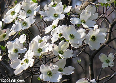 Flowering Dogwood (Cornus florida) flowers