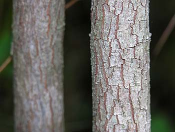 Gray Dogwood (Cornus racemosa) bark