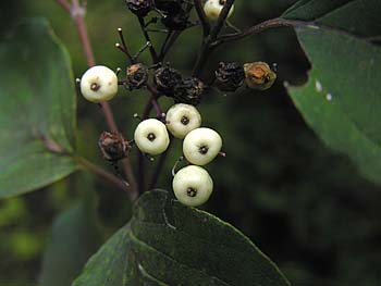 Gray Dogwood (Cornus racemosa) fruits