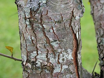 Cockspur Hawthorn (Crataegus crus-galli) bark