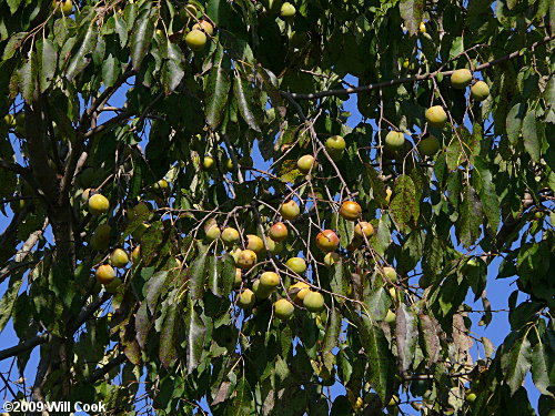 Common Persimmon (Diospyros virginiana) fruits