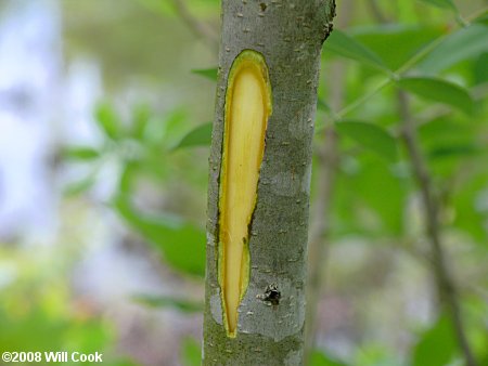 Common Persimmon (Diospyros virginiana)