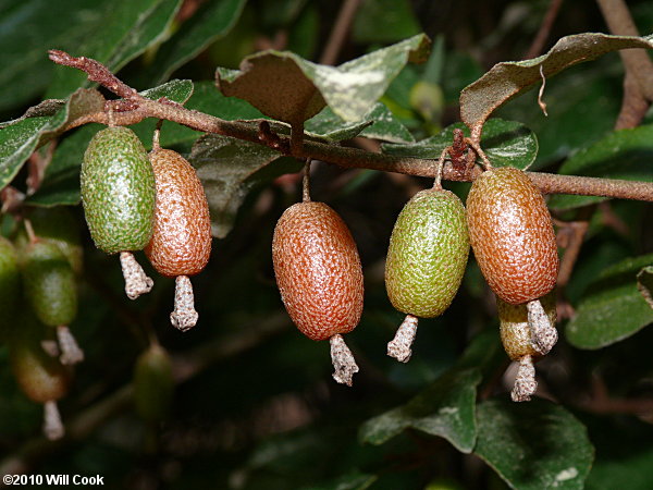 Autumn-Olive (Elaeagnus umbellata var. parvifolia)