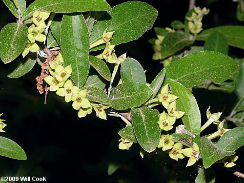 Autumn-Olive (Elaeagnus umbellata var. parvifolia) flowers