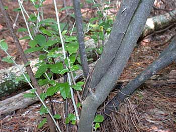 Autumn-Olive (Elaeagnus umbellata var. parvifolia) bark