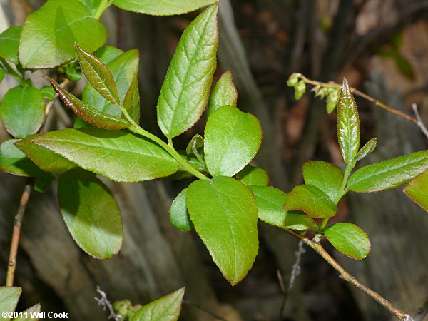 Coastal Fetterbush (Eubotrys racemosa) leaves