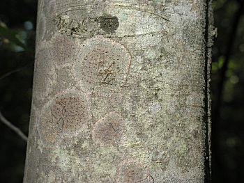 American Beech (Fagus grandifolia) bark