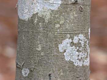 American Beech (Fagus grandifolia) bark