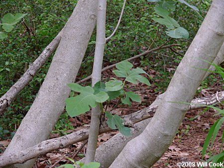 Fig (Ficus carica) bark