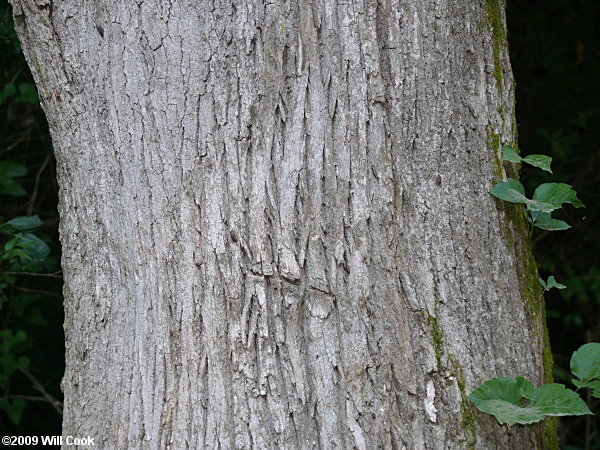 White Ash (Fraxinus americana) bark