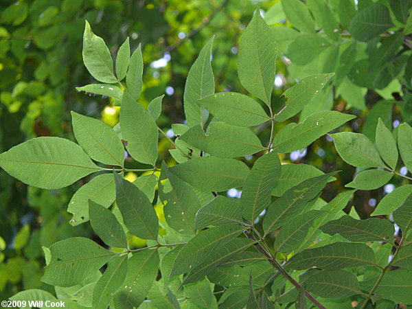 White Ash (Fraxinus americana) leaves